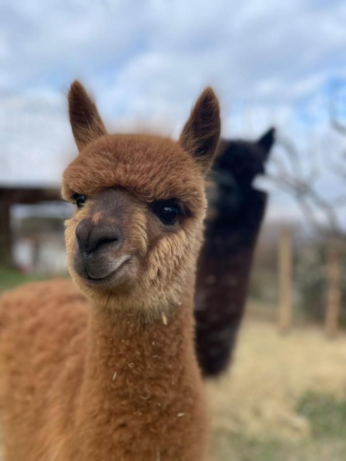 פרוג'ה Agriturismo Il Vecchio Mandorlo מראה חיצוני תמונה