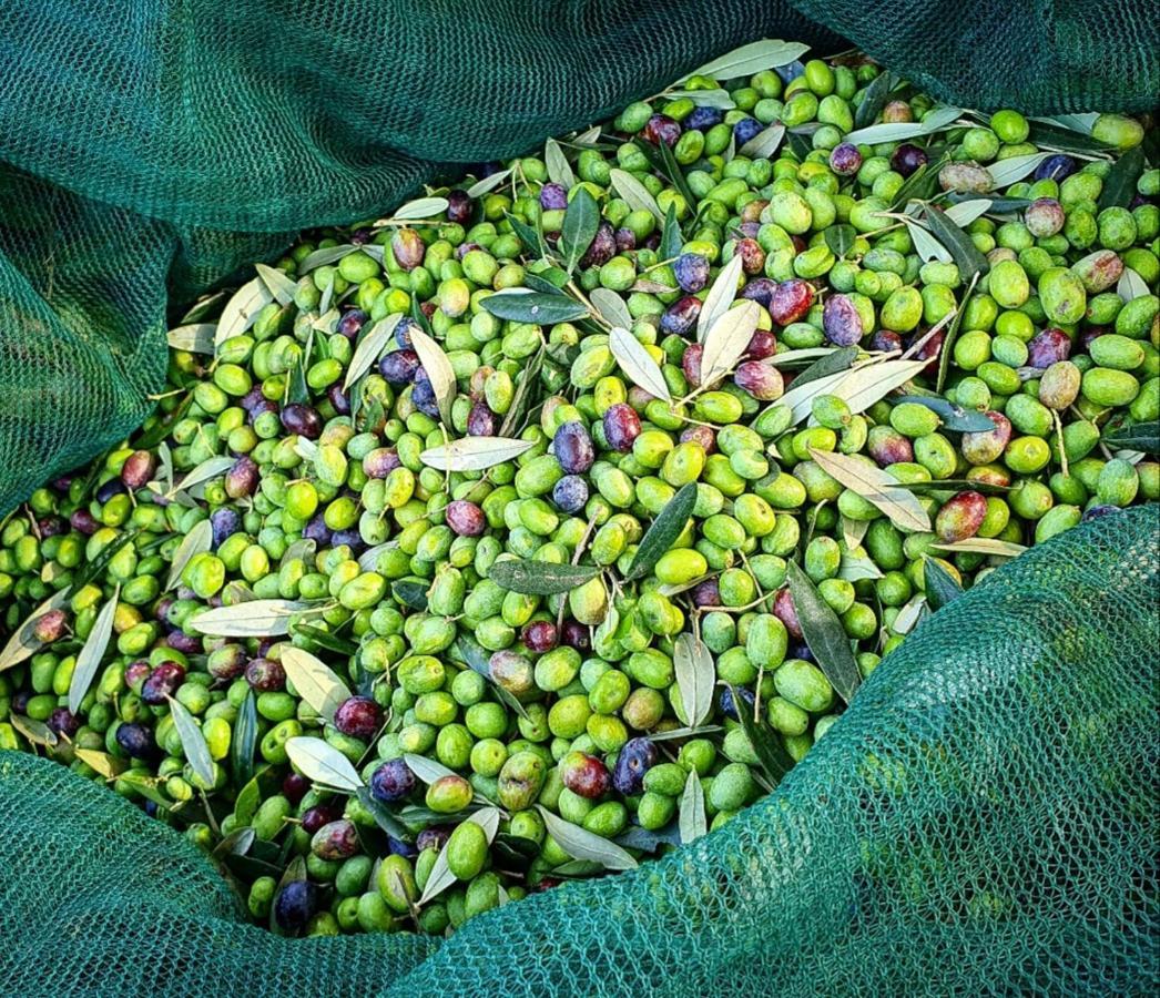 פרוג'ה Agriturismo Il Vecchio Mandorlo מראה חיצוני תמונה